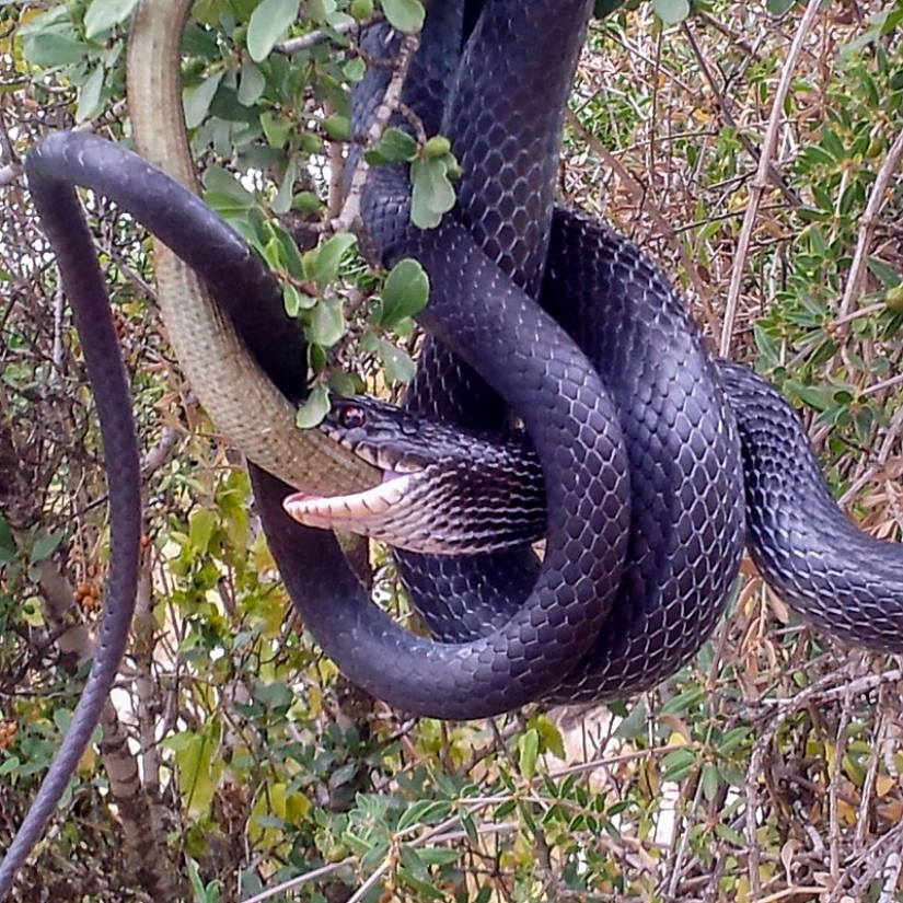 Man and a tame dinosaur: what would be happening on the planet now if dinosaurs had not gone extinct