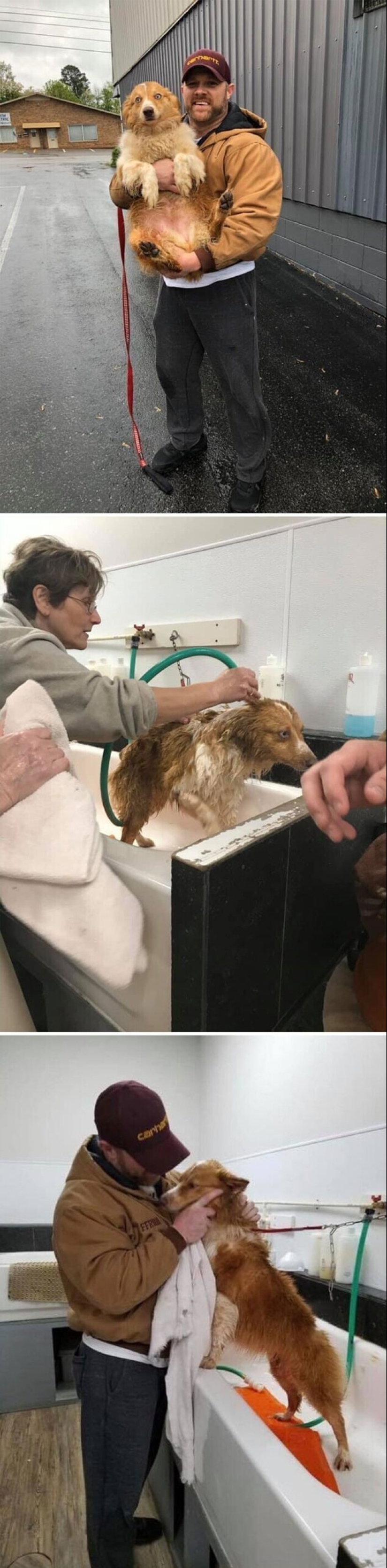 Mantener la fe: 20+ de tocar de los casos, cuando regresó perro perdido Mantener la fe: 20+ de tocar de los casos, cuando regresó perro perdido