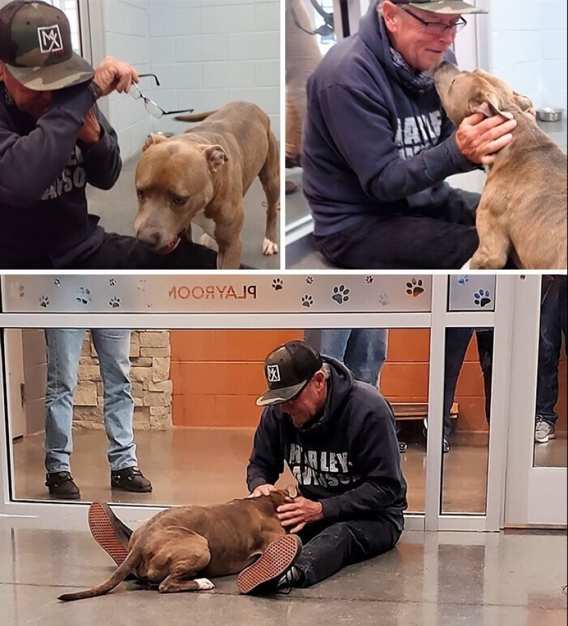 Mantener la fe: 20+ de tocar de los casos, cuando regresó perro perdido Mantener la fe: 20+ de tocar de los casos, cuando regresó perro perdido