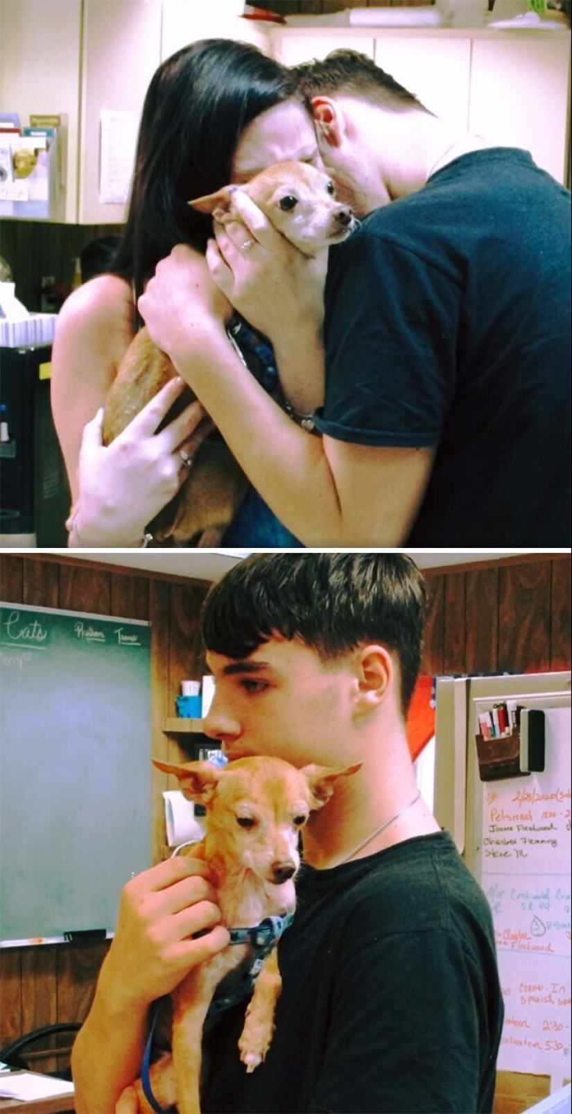 Mantener la fe: 20+ de tocar de los casos, cuando regresó perro perdido Mantener la fe: 20+ de tocar de los casos, cuando regresó perro perdido