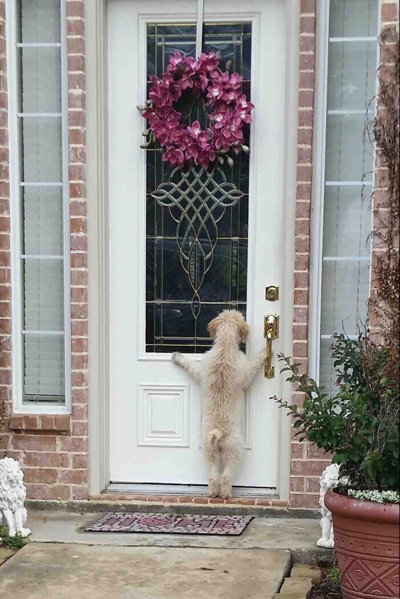 Mantener la fe: 20+ de tocar de los casos, cuando regresó perro perdido Mantener la fe: 20+ de tocar de los casos, cuando regresó perro perdido