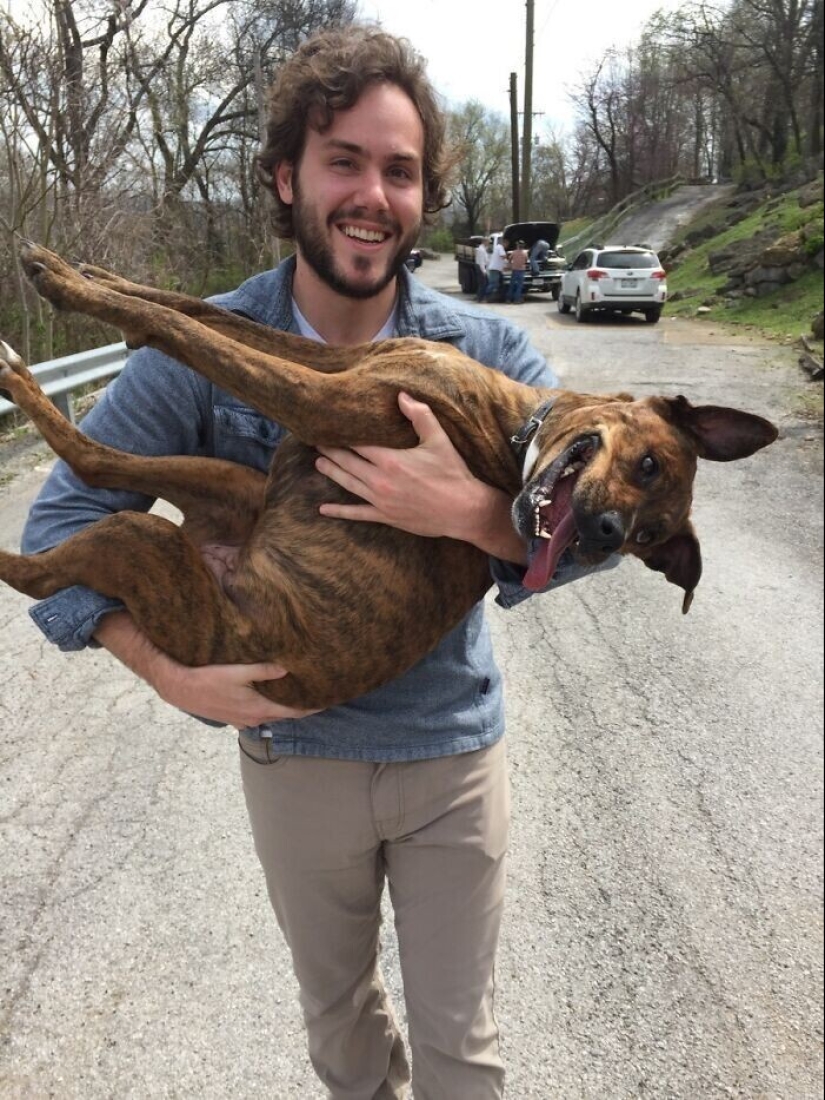 Mantener la fe: 20+ de tocar de los casos, cuando regresó perro perdido Mantener la fe: 20+ de tocar de los casos, cuando regresó perro perdido