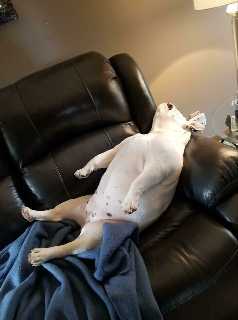 Mantener la fe: 20+ de tocar de los casos, cuando regresó perro perdido Mantener la fe: 20+ de tocar de los casos, cuando regresó perro perdido