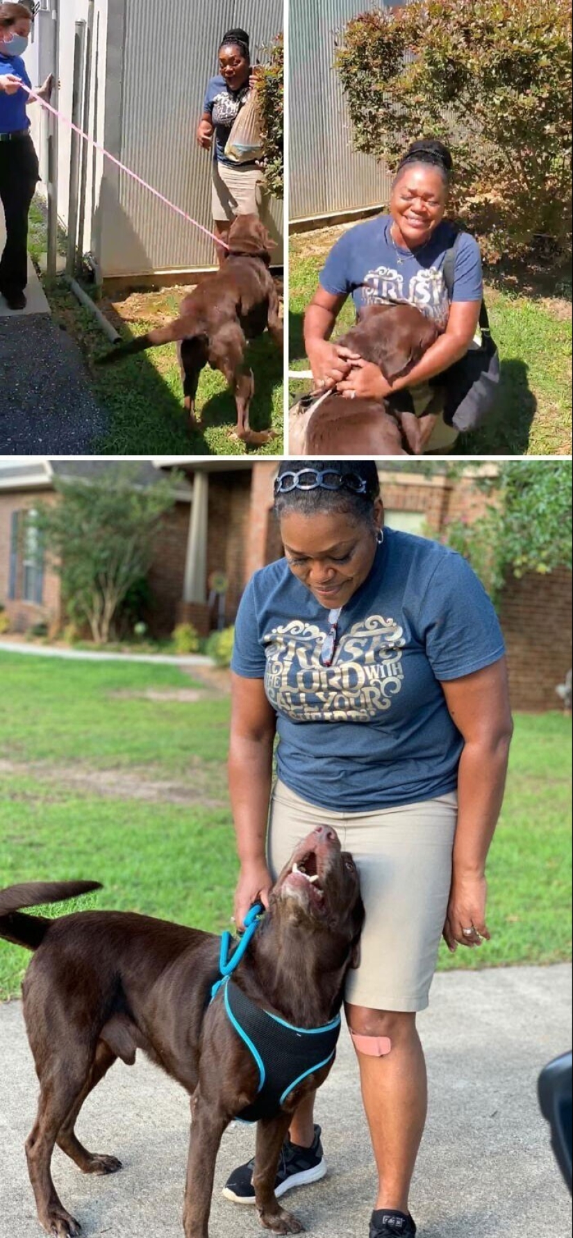 Mantener la fe: 20+ de tocar de los casos, cuando regresó perro perdido Mantener la fe: 20+ de tocar de los casos, cuando regresó perro perdido