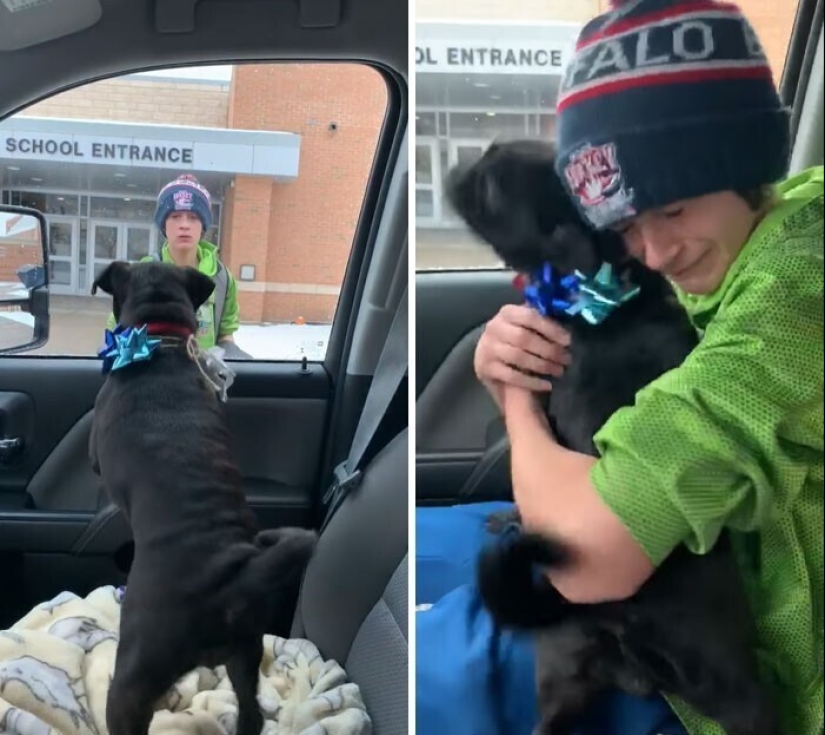 Mantener la fe: 20+ de tocar de los casos, cuando regresó perro perdido Mantener la fe: 20+ de tocar de los casos, cuando regresó perro perdido