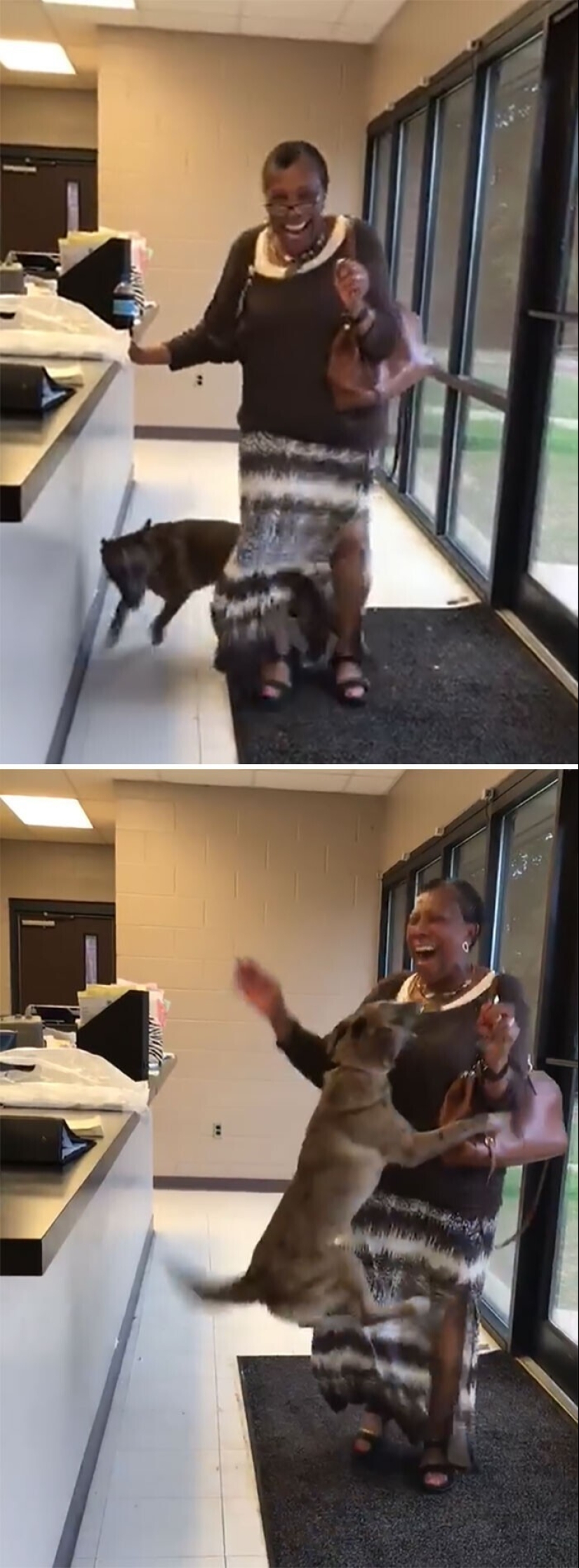 Mantener la fe: 20+ de tocar de los casos, cuando regresó perro perdido Mantener la fe: 20+ de tocar de los casos, cuando regresó perro perdido