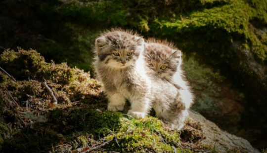 Manul es el gato más expresivo del mundo Manul es el gato más expresivo del mundo