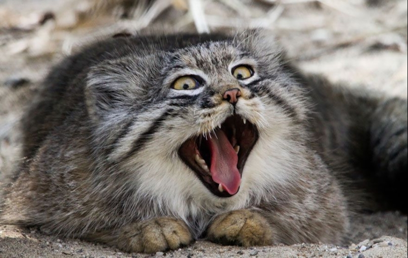 Manul es el gato más expresivo del mundo