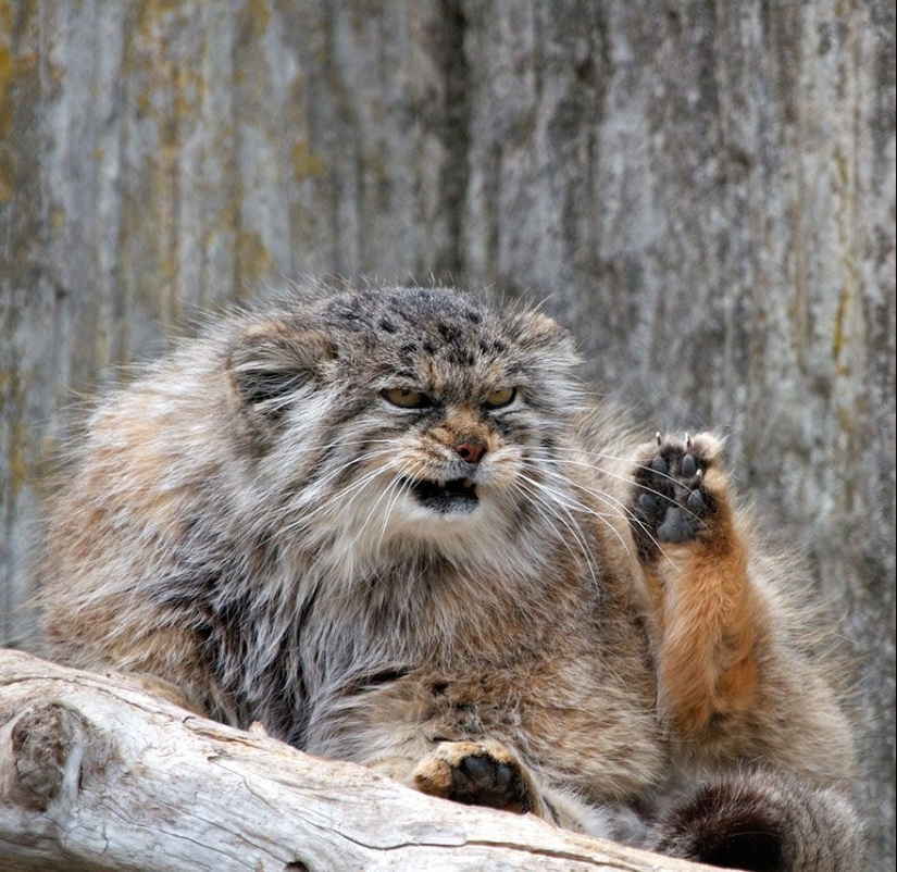 Manul es el gato más expresivo del mundo