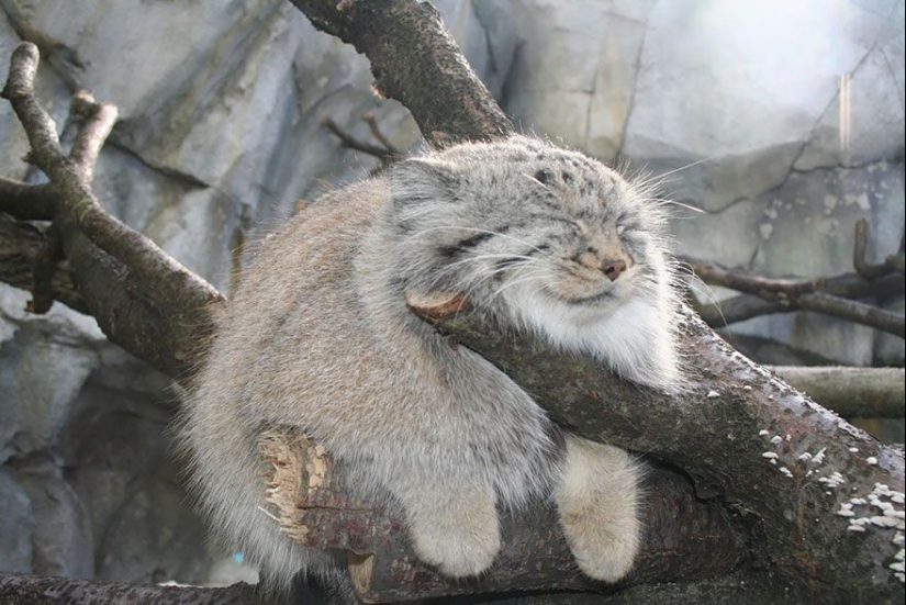 Manul is the most expressive cat in the world