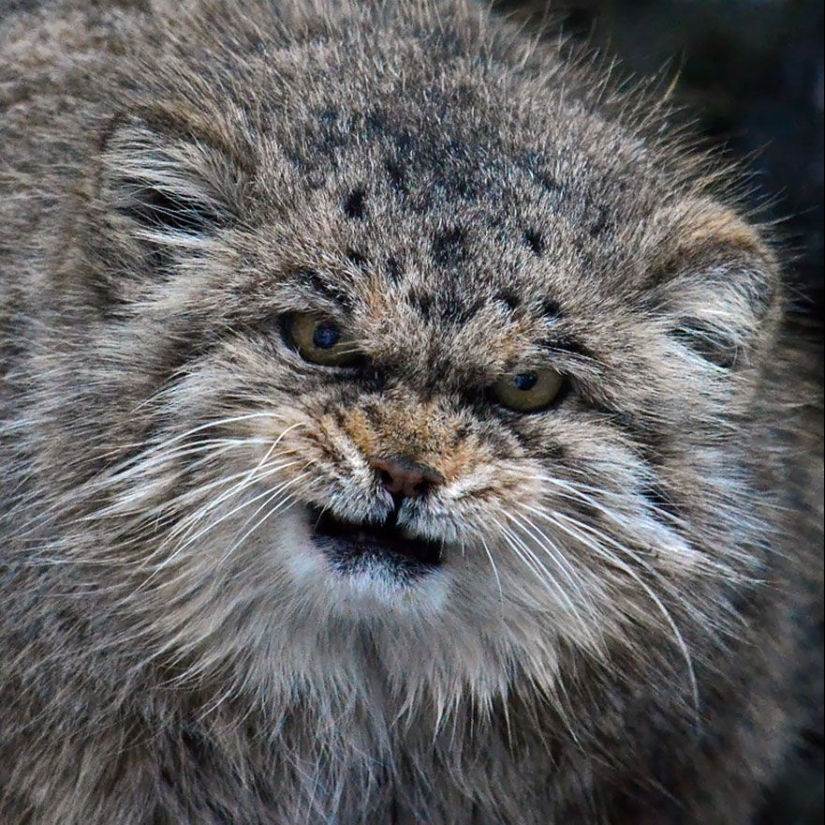 Manul is the most expressive cat in the world