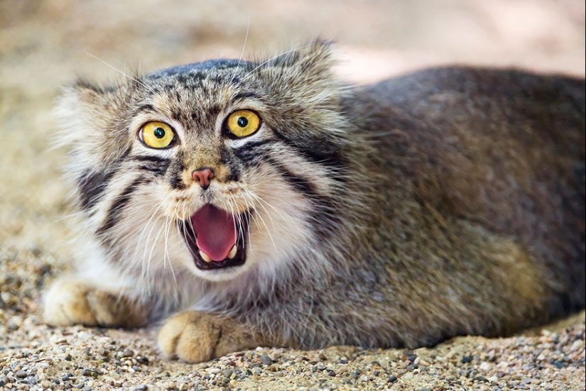 Manul is the most expressive cat in the world