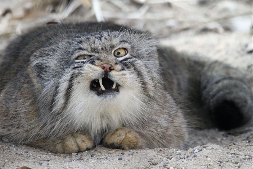 Manul is the most expressive cat in the world