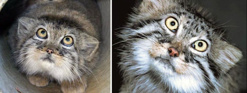 Manul is the most expressive cat in the world