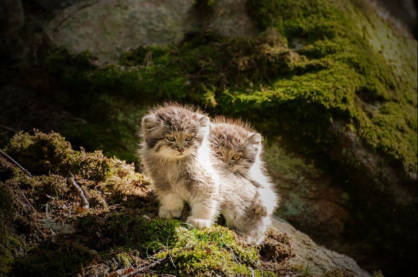 Manul is the most expressive cat in the world