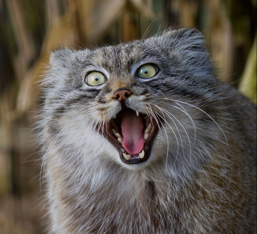Manul is the most expressive cat in the world