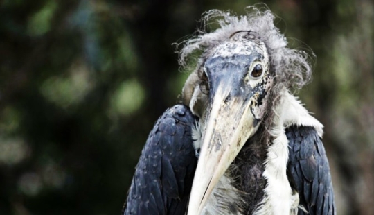 Marabou — how the monstrous stork replaces pigeons and rats Marabou — how the monstrous stork replaces pigeons and rats