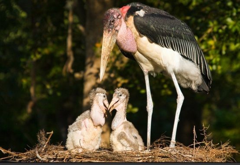 Marabou — how the monstrous stork replaces pigeons and rats Marabou — how the monstrous stork replaces pigeons and rats