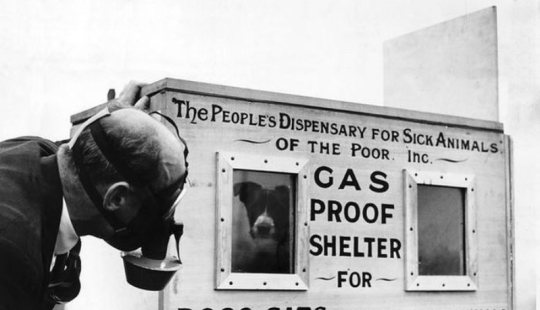 "Masacre de mascotas británicas": por qué la gente mató voluntariamente a 750,000 gatos y perros