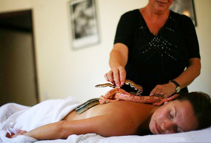 Massage with snakes Massage with snakes