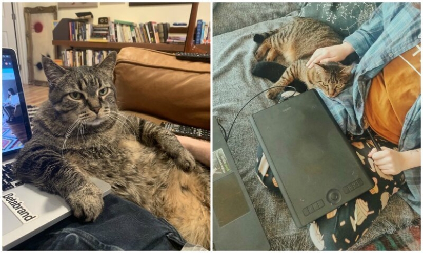 "Master, stop working!": 30 furry assistants in quarantine "Master, stop working!": 30 furry assistants in quarantine