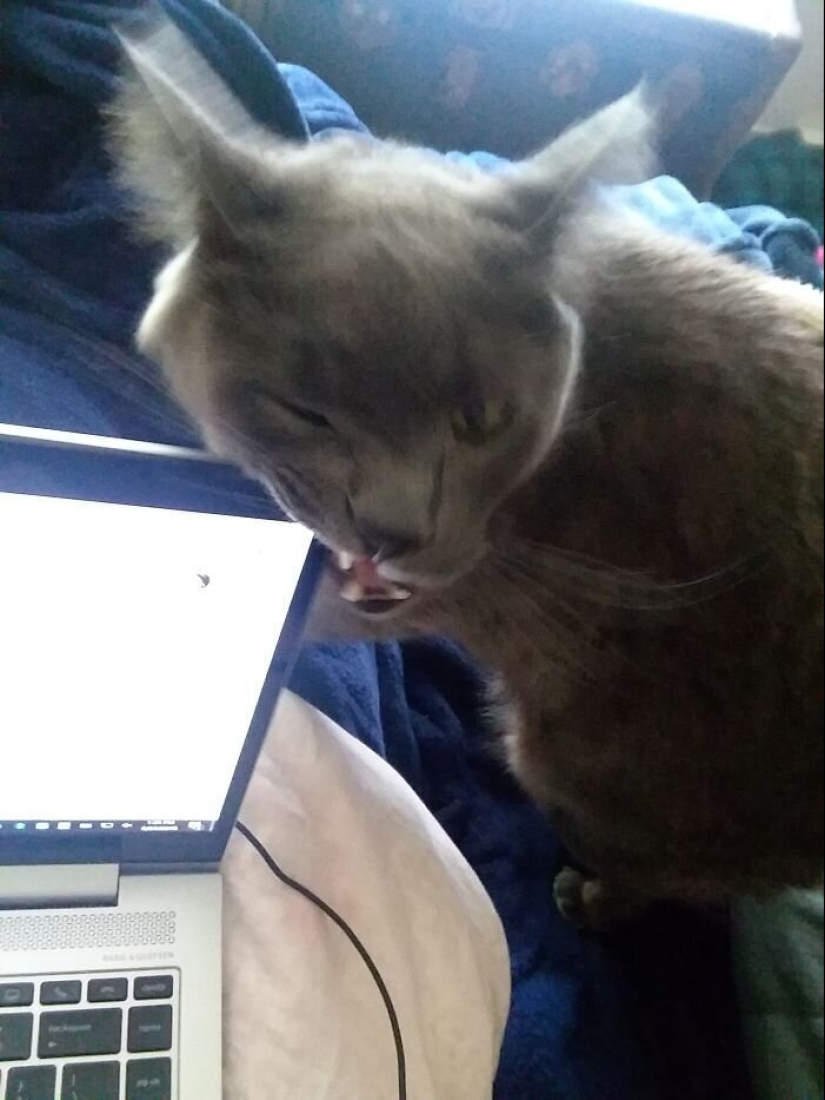 "Master, stop working!": 30 furry assistants in quarantine "Master, stop working!": 30 furry assistants in quarantine