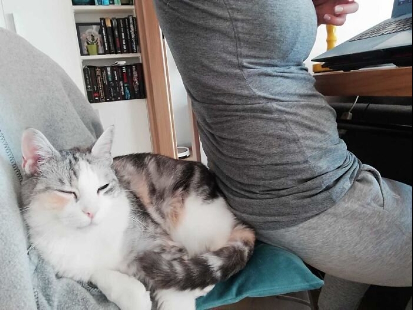 "Master, stop working!": 30 furry assistants in quarantine "Master, stop working!": 30 furry assistants in quarantine