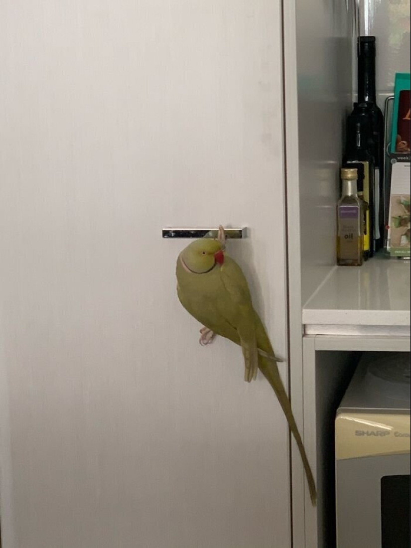 "Master, stop working!": 30 furry assistants in quarantine "Master, stop working!": 30 furry assistants in quarantine