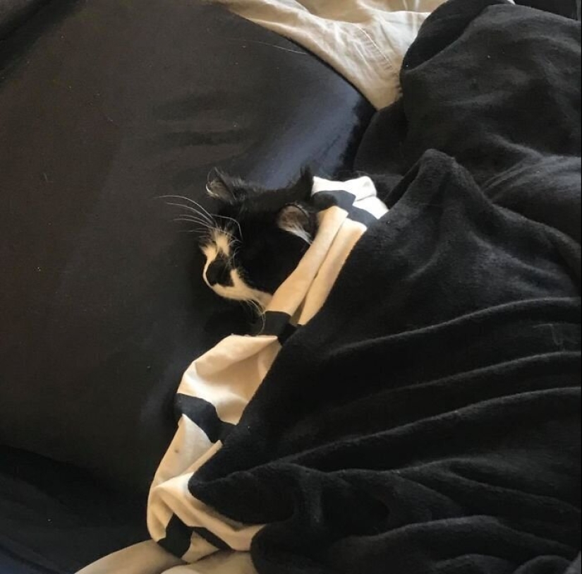 "Master, stop working!": 30 furry assistants in quarantine "Master, stop working!": 30 furry assistants in quarantine