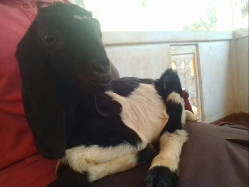 "Master, stop working!": 30 furry assistants in quarantine "Master, stop working!": 30 furry assistants in quarantine