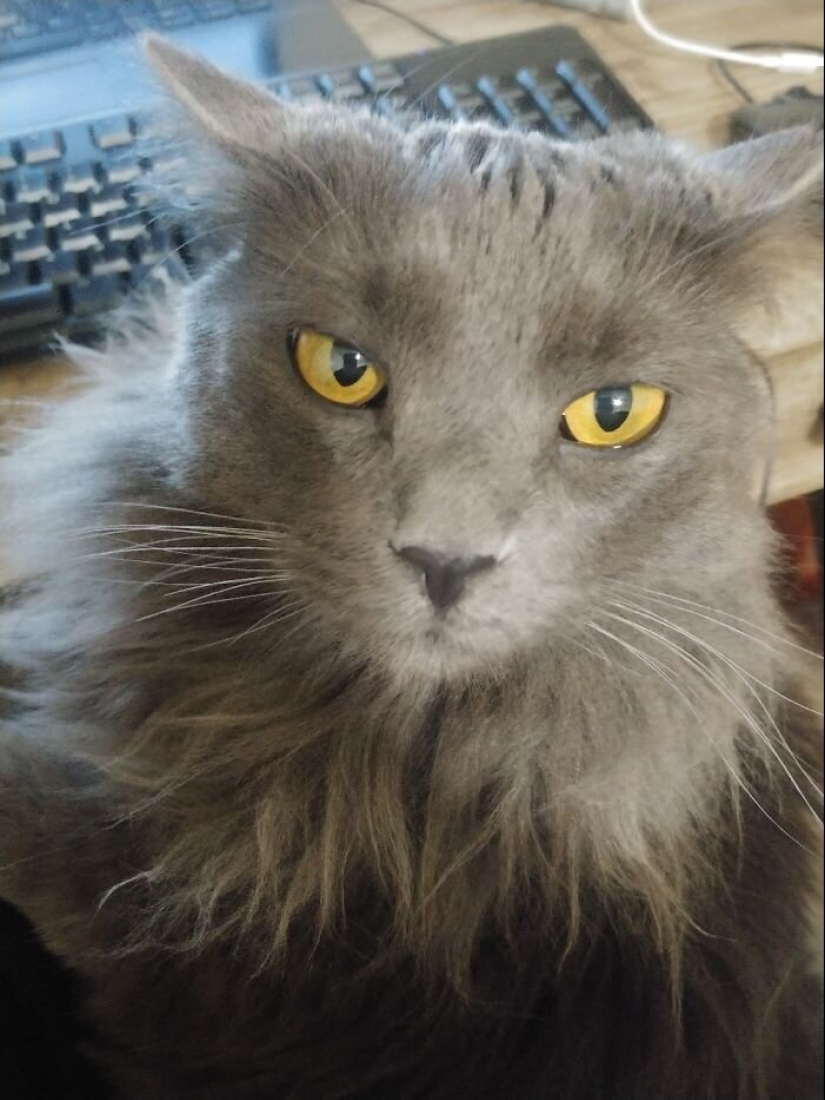 "Master, stop working!": 30 furry assistants in quarantine "Master, stop working!": 30 furry assistants in quarantine