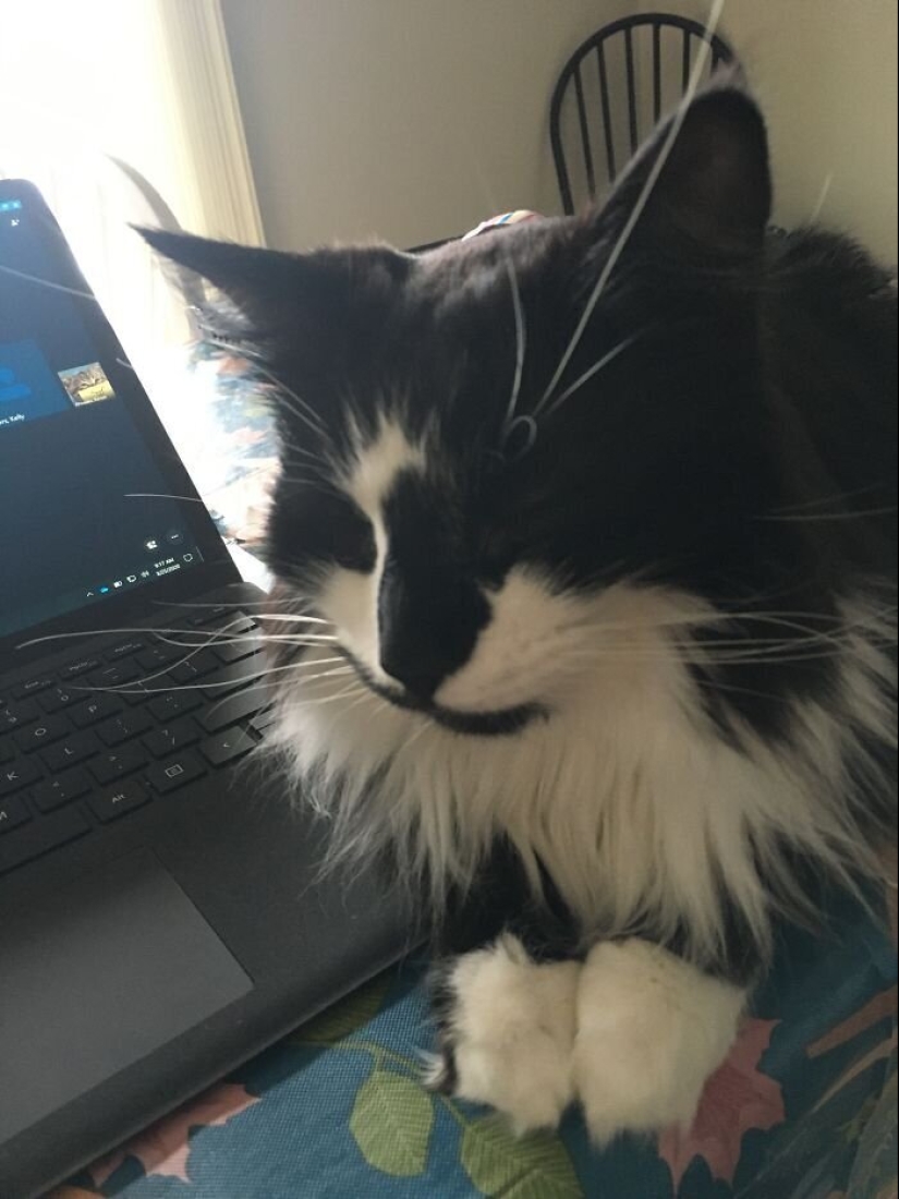 "Master, stop working!": 30 furry assistants in quarantine "Master, stop working!": 30 furry assistants in quarantine