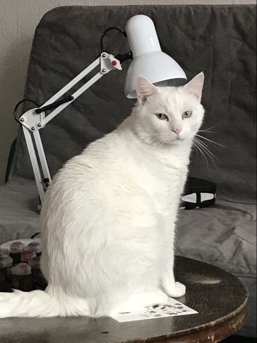 "Master, stop working!": 30 furry assistants in quarantine "Master, stop working!": 30 furry assistants in quarantine