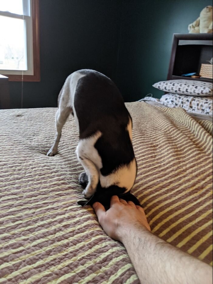 "Master, stop working!": 30 furry assistants in quarantine "Master, stop working!": 30 furry assistants in quarantine