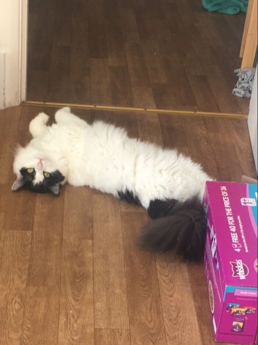 "Master, stop working!": 30 furry assistants in quarantine "Master, stop working!": 30 furry assistants in quarantine