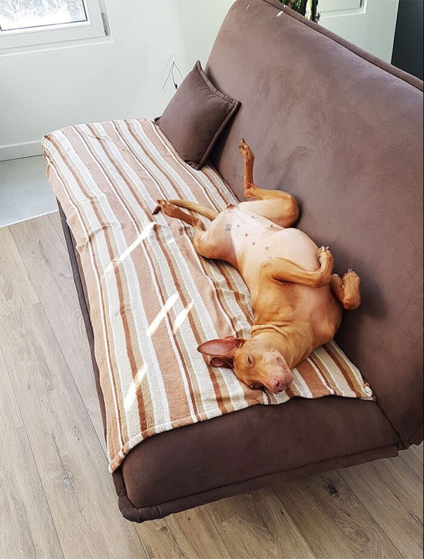 "Master, stop working!": 30 furry assistants in quarantine "Master, stop working!": 30 furry assistants in quarantine