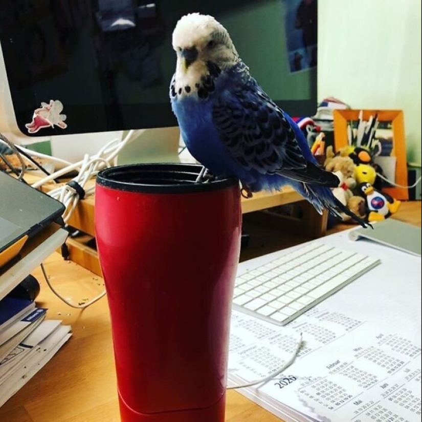 "Master, stop working!": 30 furry assistants in quarantine "Master, stop working!": 30 furry assistants in quarantine