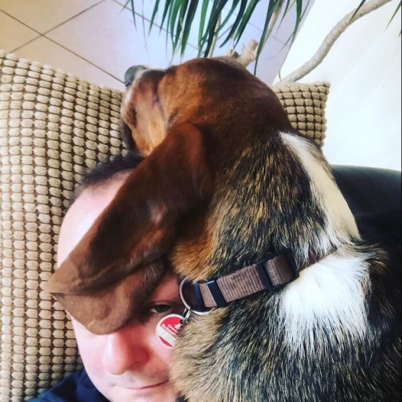 "Master, stop working!": 30 furry assistants in quarantine "Master, stop working!": 30 furry assistants in quarantine