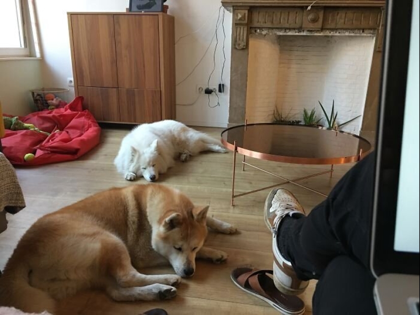 "Master, stop working!": 30 furry assistants in quarantine "Master, stop working!": 30 furry assistants in quarantine