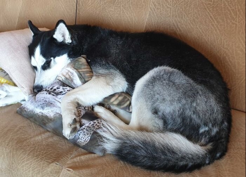 "Master, stop working!": 30 furry assistants in quarantine "Master, stop working!": 30 furry assistants in quarantine