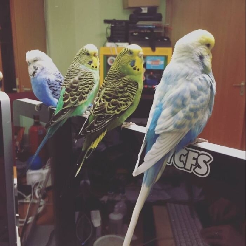 "Master, stop working!": 30 furry assistants in quarantine "Master, stop working!": 30 furry assistants in quarantine