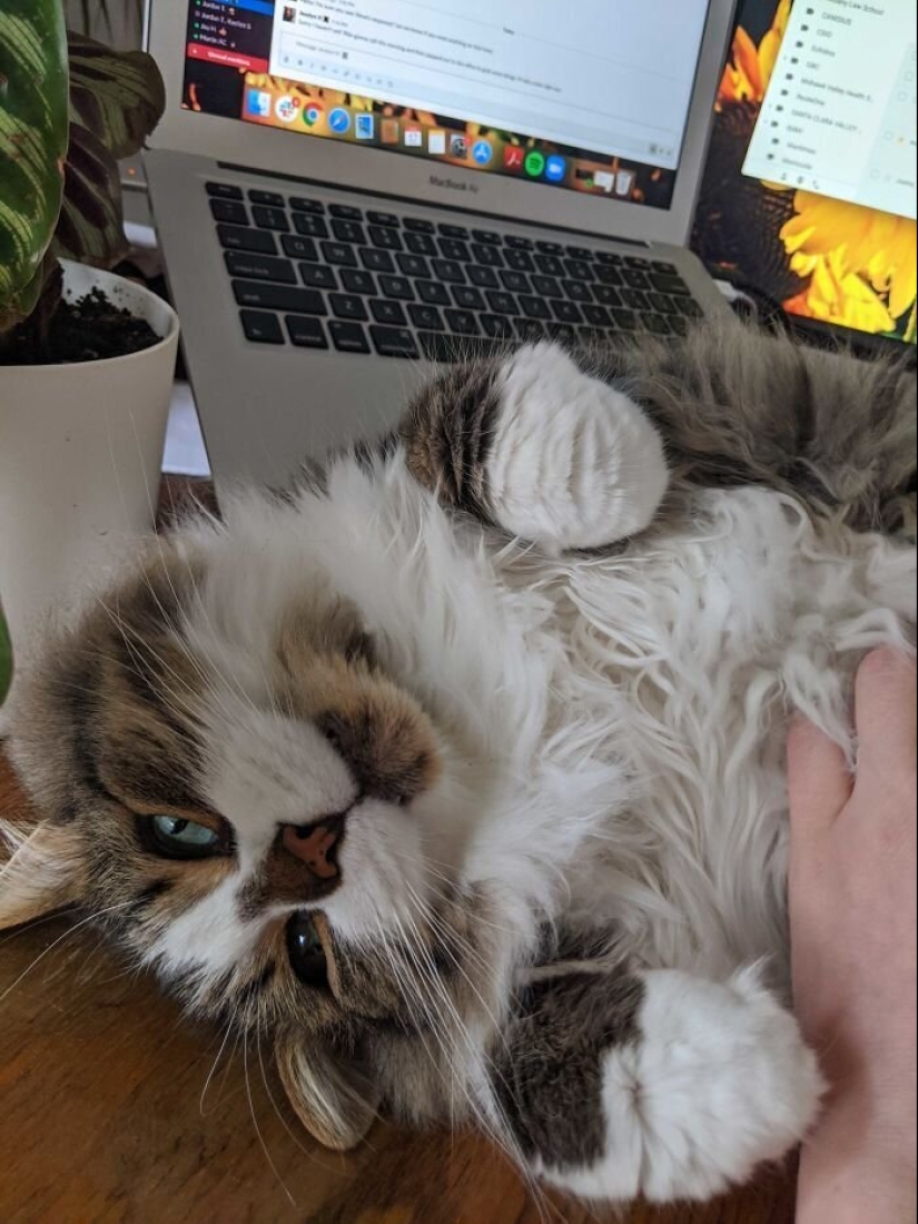 "Master, stop working!": 30 furry assistants in quarantine "Master, stop working!": 30 furry assistants in quarantine