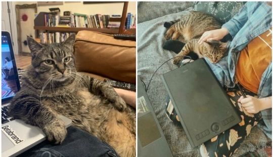 "Master, stop working!": 30 furry assistants in quarantine