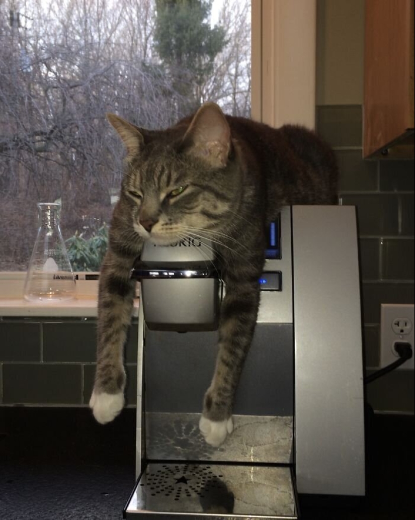 "Master, stop working!": 30 furry assistants in quarantine "Master, stop working!": 30 furry assistants in quarantine