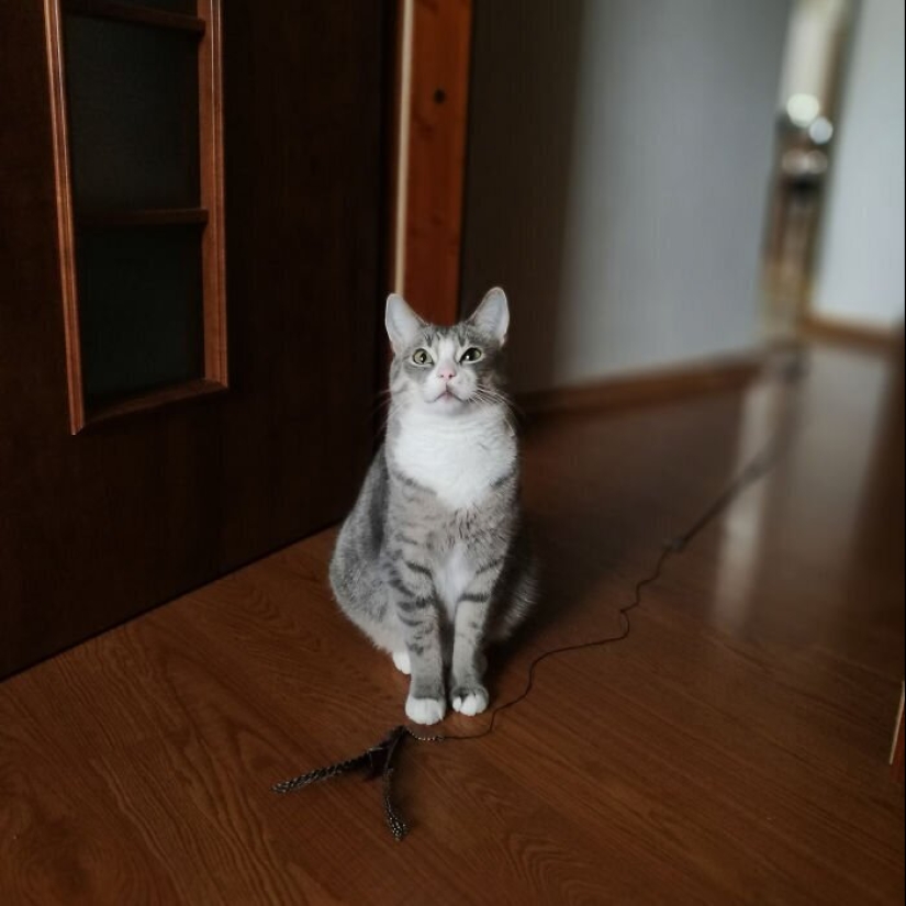 "Master, stop working!": 30 furry assistants in quarantine "Master, stop working!": 30 furry assistants in quarantine