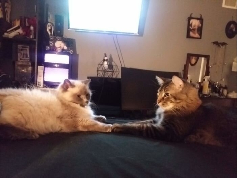 "Master, stop working!": 30 furry assistants in quarantine "Master, stop working!": 30 furry assistants in quarantine