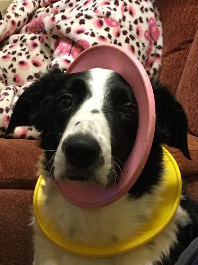 "Master, stop working!": 30 furry assistants in quarantine "Master, stop working!": 30 furry assistants in quarantine