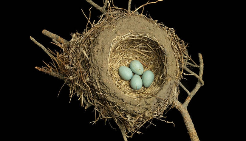 Masterpieces of natural architecture-bird nests Masterpieces of natural architecture-bird nests
