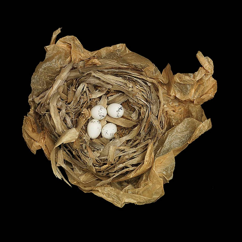 Masterpieces of natural architecture-bird nests Masterpieces of natural architecture-bird nests