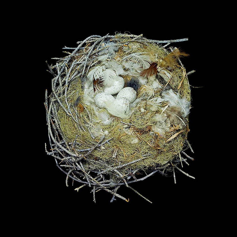 Masterpieces of natural architecture-bird nests Masterpieces of natural architecture-bird nests